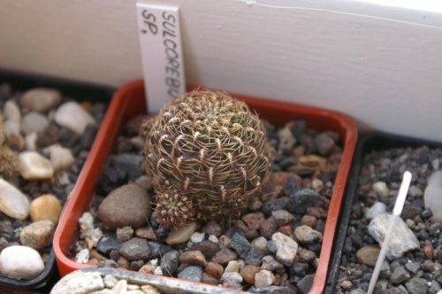 Sulcorebutia sp.