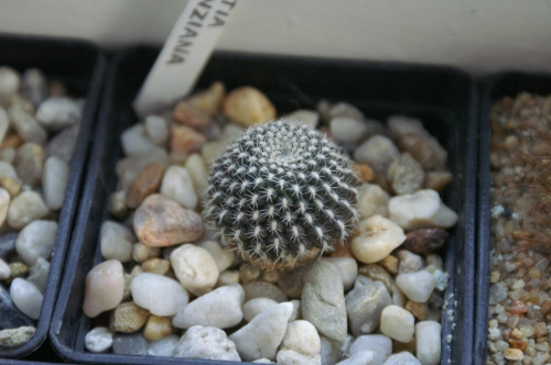 Rebutia krainziana