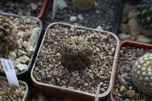 Sulcorebutia sp.