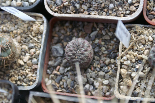 Sulcorebutia rauschii v. violacidermis