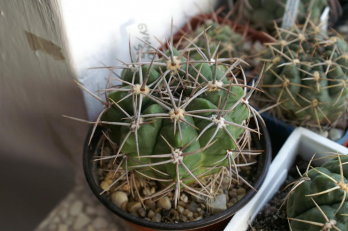 Gymnocalycium sp.