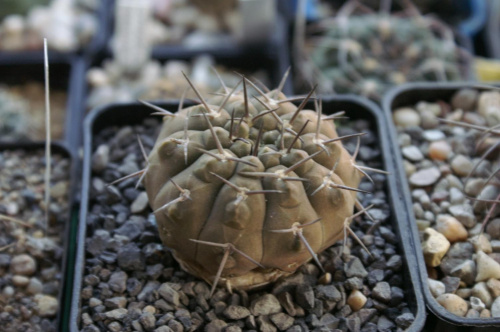 Gymnocalycium Sp.