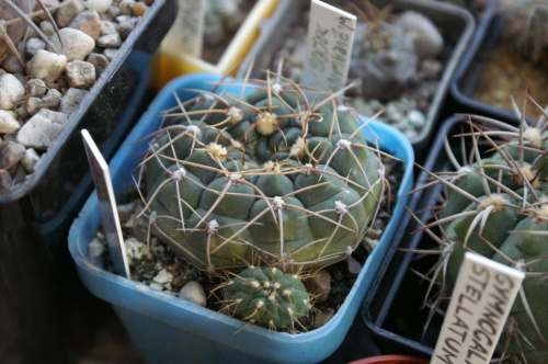 Gymnocalycium leeanum