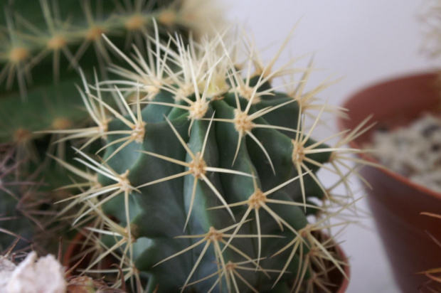 Ferocactus glaucescens