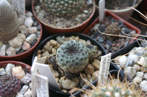 Sulcorebutia rauschii