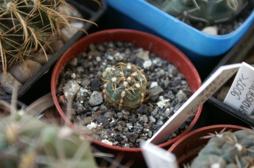 Gymnocalycium leeanum