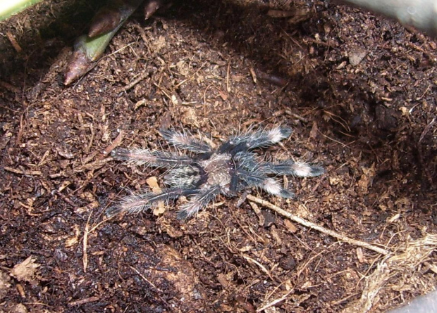 Psalmopoeus cambridgei