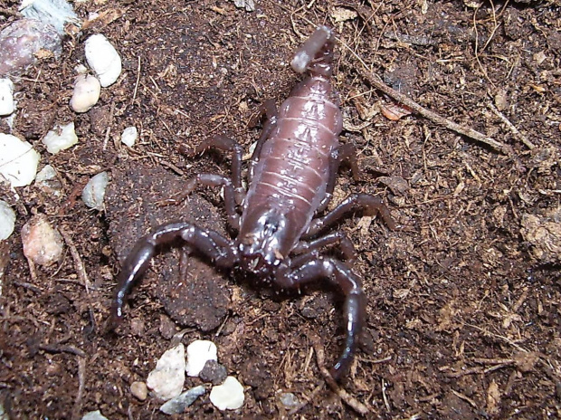 Heterometrus sp. java