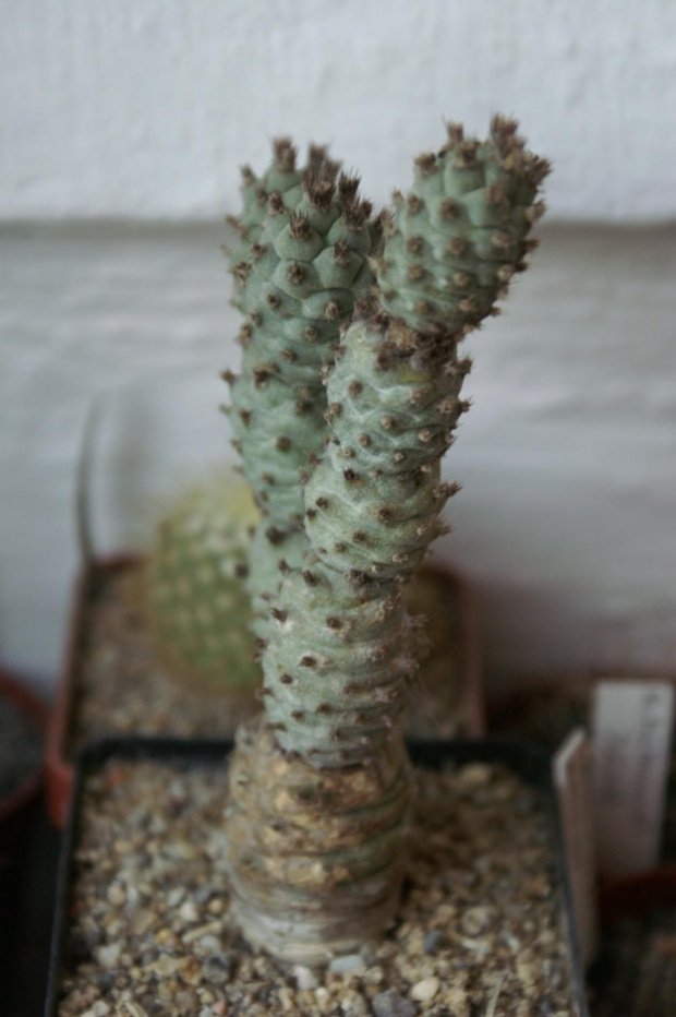 Tephrocactus articulatus