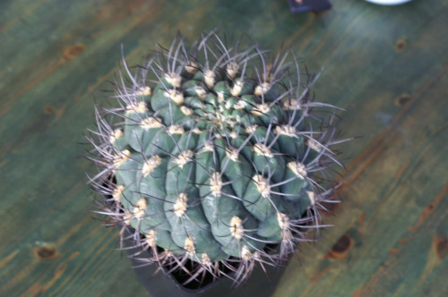 Gymnocalycium saglione