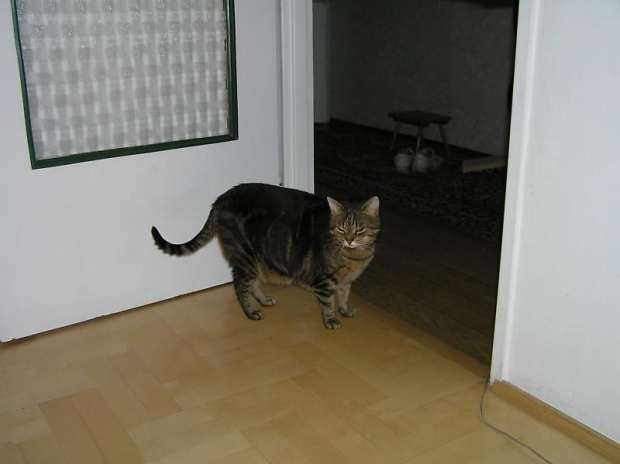 Nitka