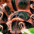 Acanthoscurria geniculata 10 wyl.