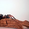 Brachypelma emilia 8 wyl.