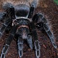 #BrachypelmaAngustumL10