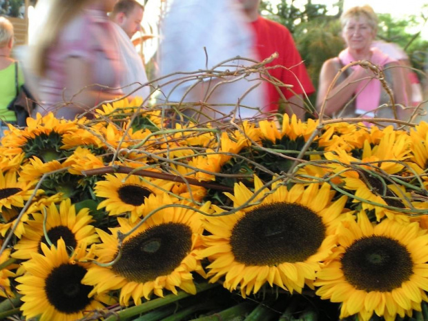 słoneczniki
