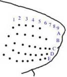 z ratbehavior.org