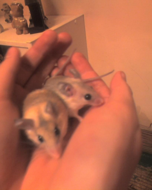 Mam 2 myszki Bianke i Plameczkę :D
