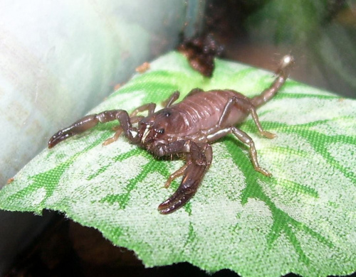 Heterometrus sp. java