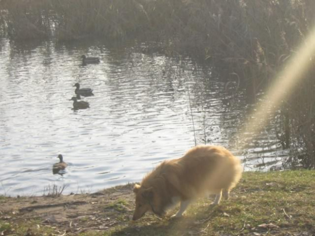 Sheltie - spotkanko jesienne nad dolinką służewiecką