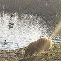 Sheltie - spotkanko jesienne nad dolinką służewiecką