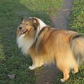 Sheltie - spotkanko jesienne nad dolinką służewiecką