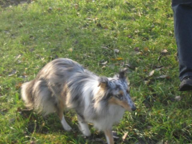 Sheltie - spotkanko jesienne nad dolinką służewiecką