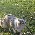 Sheltie - spotkanko jesienne nad dolinką służewiecką