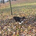 Sheltie - spotkanko jesienne nad dolinką służewiecką