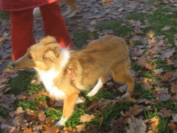 Sheltie - spotkanko jesienne nad dolinką służewiecką