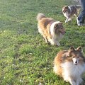 Sheltie - spotkanko jesienne nad dolinką służewiecką