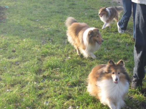 Sheltie - spotkanko jesienne nad dolinką służewiecką