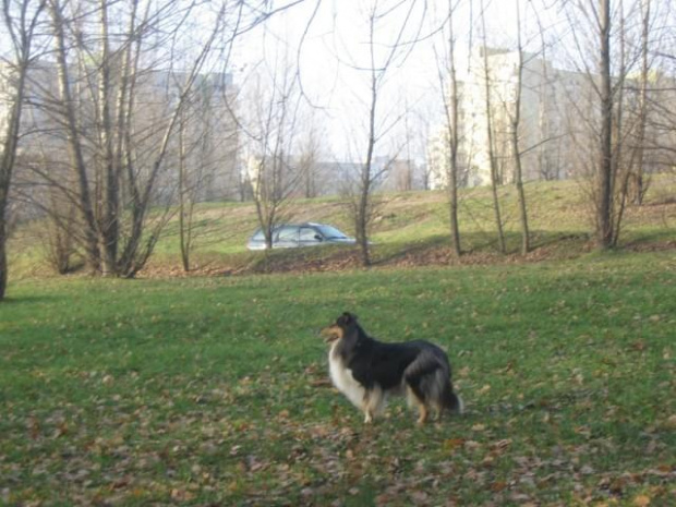 Sheltie - spotkanko jesienne nad dolinką służewiecką