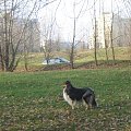 Sheltie - spotkanko jesienne nad dolinką służewiecką