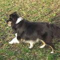 Sheltie - spotkanko jesienne nad dolinką służewiecką