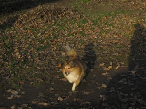 Sheltie - spotkanko jesienne nad dolinką służewiecką