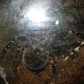 Brachypelma Vagans