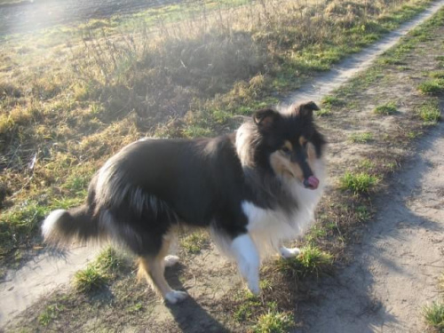 FLUFFY LOVELY ANGEL Hippocampus