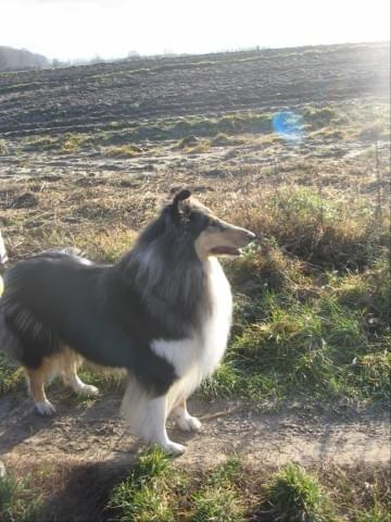 FLUFFY LOVELY ANGEL Hippocampus