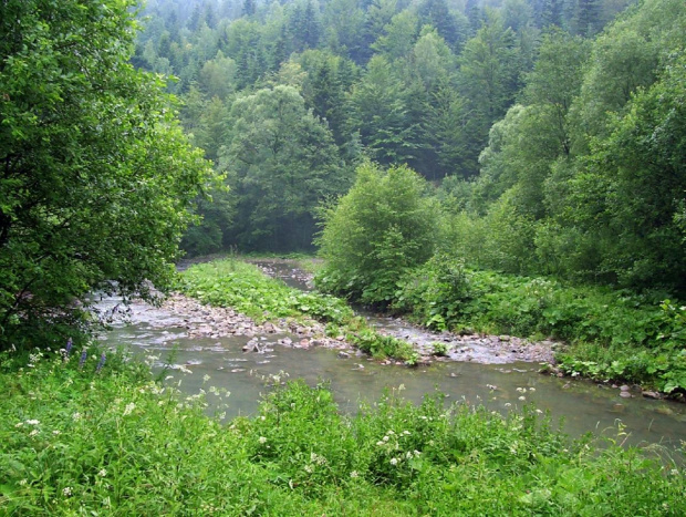 Beskid Niski #StrumienPotokLasGory