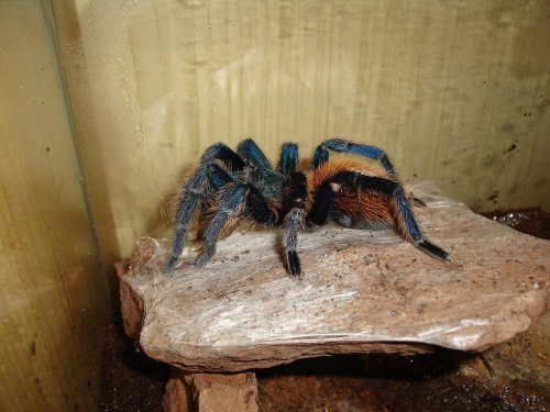 Chromatopelma cyaneopubescens