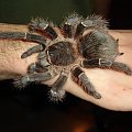 Lasiodora parachybana