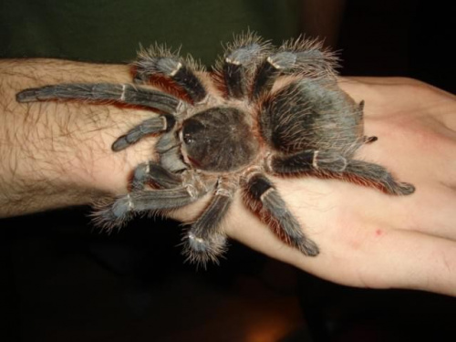 Lasiodora parachybana