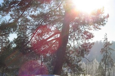 Piekno Norwegii #Norwegia #natura #słonce #zima #śnieg #woda #rzeka #drzewa