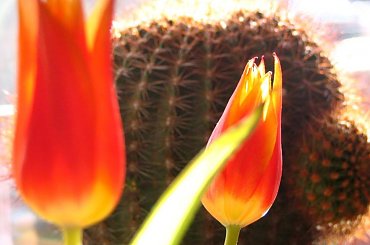 #kaktus #kwiaty #tulipan