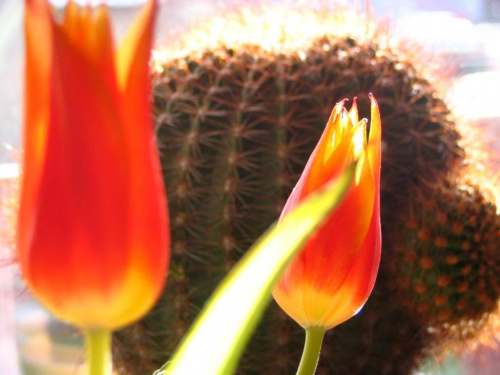 #kaktus #kwiaty #tulipan