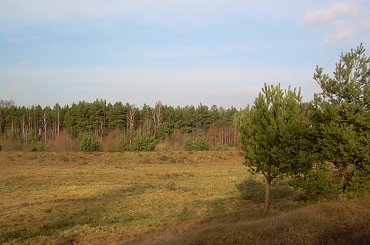 a to widok na średni " staw" też bez wody niestety, z drugiego końca #chmury #drzewa #krajobraz #krajobrazy #las #lasy #natura #niebo #przyroda #rośliny #widok #widoki