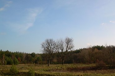 te dwa łysole to kasztanowce, bardzo stare i fotogeniczne #chmury #drzewa #krajobraz #krajobrazy #las #lasy #natura #niebo #przyroda #rośliny #widok #widoki