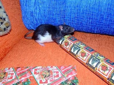 Dżeki czuje święta ;)