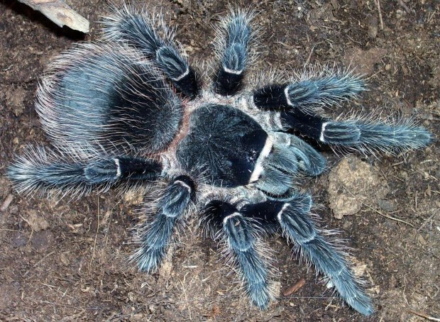 L. parahybana