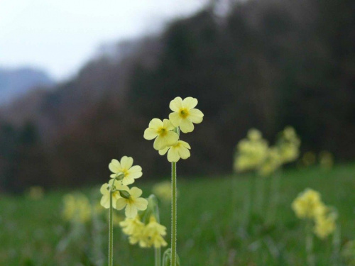 Szczawnica i okolice - maj 2006